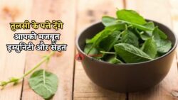 Basil Leaves : तुलसी के पत्ते खाने से इम्युनिटी बढ़े और सर्दी-जुकाम से मिले राहत