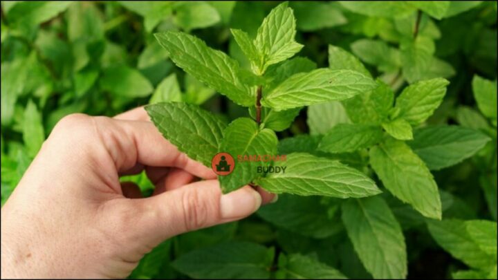 Immunity Boost Remedy