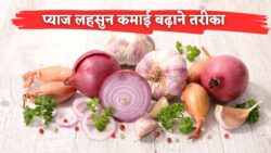प्याज लहसुन का ये स्टोर वाला तरीका बदल देगा आपकी कमाई का खेल
